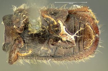 Media type: image;   Entomology 5449 Aspect: habitus ventral view